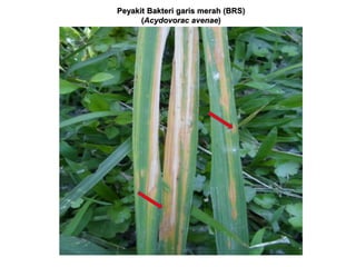 Peyakit Bakteri garis merah (BRS)
(Acydovorac avenae)
 