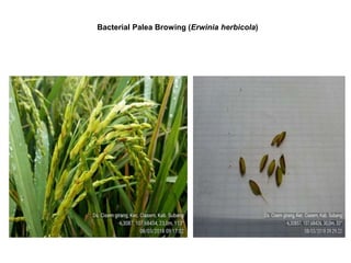 Bacterial Palea Browing (Erwinia herbicola)
 