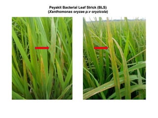 Peyakit Bacterial Leaf Strick (BLS)
(Xanthomonas oryzae p.v oryzicola)
 