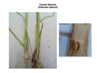 Peyakit Bakanae
(Giberella fujikuroi)
 