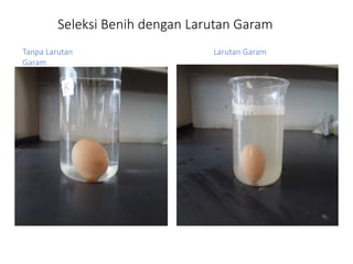 Seleksi Benih dengan Larutan Garam
Larutan Garam
Tanpa Larutan
Garam
 