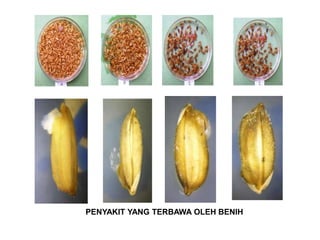 PENYAKIT YANG TERBAWA OLEH BENIH
 