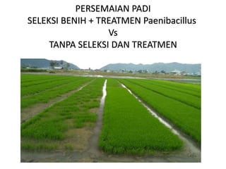 PERSEMAIAN PADI
SELEKSI BENIH + TREATMEN Paenibacillus
Vs
TANPA SELEKSI DAN TREATMEN
 