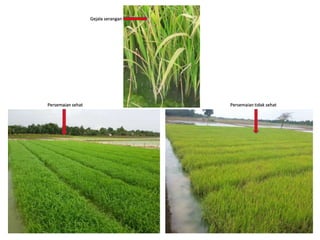 Persemaian sehat Persemaian tidak sehat
Gejala serangan
 