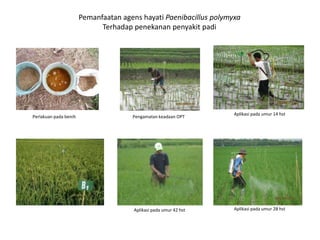 Perlakuan pada benih Pengamatan keadaan OPT
Aplikasi pada umur 14 hst
Aplikasi pada umur 28 hst
Aplikasi pada umur 42 hst
Pemanfaatan agens hayati Paenibacillus polymyxa
Terhadap penekanan penyakit padi
 