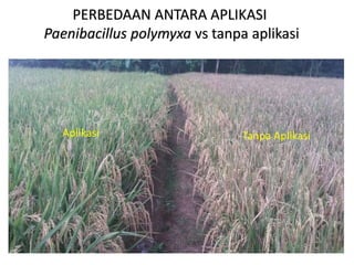PERBEDAAN ANTARA APLIKASI
Paenibacillus polymyxa vs tanpa aplikasi
Aplikasi Tanpa Aplikasi
 
