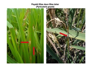 Peyakit Blas daun Blas leher
(Pyricularia grysie)
 