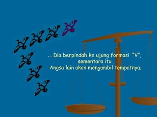 ... Dia berpindah ke ujung formasi “V”,
sementara itu
Angsa lain akan mengambil tempatnya.
 