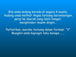Bila anda sedang berada di negara 4 musim, kadang anda melihat Angsa terbang berombongan, pergi ke daerah yang lebih hangat, menghindari musim dingin… Perhatikan, mereka terbang dalam formasi  “V” Mungkin anda kepingin tahu kenapa…….. 