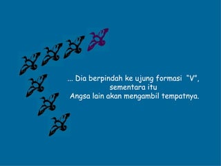 ... Dia berpindah ke ujung formasi  “V”,  sementara itu  Angsa lain akan mengambil tempatnya. 