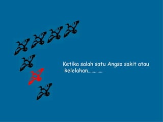 Ketika salah satu Angsa sakit atau kelelahan………… 