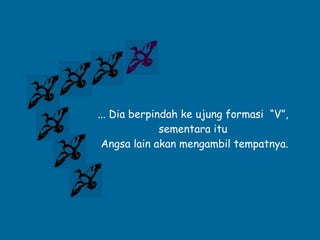 ... Dia berpindah ke ujung formasi  “V”,  sementara itu  Angsa lain akan mengambil tempatnya. 
