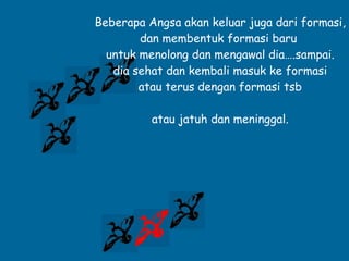 Beberapa Angsa akan keluar juga dari formasi, dan membentuk formasi baru  untuk menolong dan mengawal dia….sampai. dia sehat dan kembali masuk ke formasi  atau terus dengan formasi tsb atau jatuh dan meninggal. 