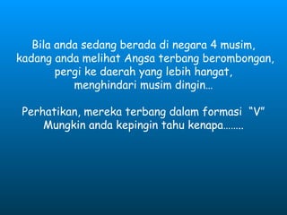 Bila anda sedang berada di negara 4 musim,
kadang anda melihat Angsa terbang berombongan,
pergi ke daerah yang lebih hangat,
menghindari musim dingin…
Perhatikan, mereka terbang dalam formasi “V”
Mungkin anda kepingin tahu kenapa……..
 