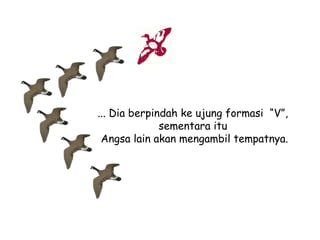 ... Dia berpindah ke ujung formasi “V”,
sementara itu
Angsa lain akan mengambil tempatnya.

 