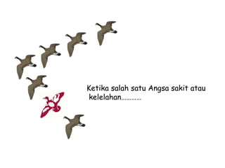 Ketika salah satu Angsa sakit atau
kelelahan…………

 