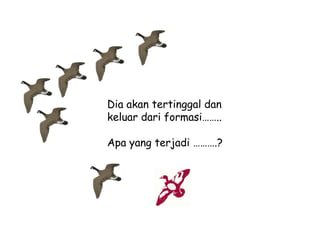 Dia akan tertinggal dan
keluar dari formasi……..
Apa yang terjadi ……….?

 