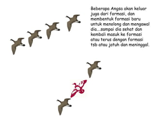 Beberapa Angsa akan keluar
juga dari formasi, dan
membentuk formasi baru
untuk menolong dan mengawal
dia….sampai dia sehat dan
kembali masuk ke formasi
atau terus dengan formasi
tsb atau jatuh dan meninggal.

 