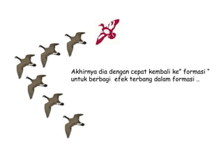 Akhirnya dia dengan cepat kembali ke” formasi “
untuk berbagi efek terbang dalam formasi ..

 