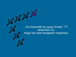 ... Dia berpindah ke ujung formasi “V”,
sementara itu
Angsa lain akan mengambil tempatnya.
 