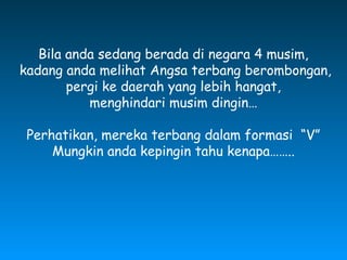 Bila anda sedang berada di negara 4 musim,
kadang anda melihat Angsa terbang berombongan,
pergi ke daerah yang lebih hangat,
menghindari musim dingin…
Perhatikan, mereka terbang dalam formasi “V”
Mungkin anda kepingin tahu kenapa……..
 