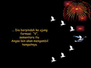 ... Dia berpindah ke ujung formasi  “V”,  sementara itu  Angsa lain akan mengambil tempatnya. 