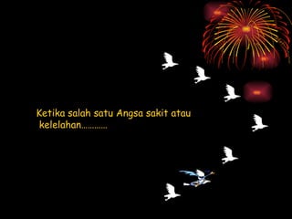 Ketika salah satu Angsa sakit atau kelelahan………… 