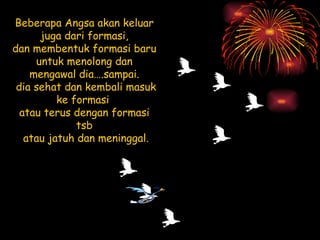 Beberapa Angsa akan keluar juga dari formasi, dan membentuk formasi baru  untuk menolong dan mengawal dia….sampai. dia sehat dan kembali masuk ke formasi  atau terus dengan formasi tsb atau jatuh dan meninggal. 