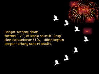 Dengan terbang dalam  formasi “ V “, efisiensi seluruh” Grup” akan naik sebesar 71 %,  dibandingkan dengan terbang sendiri sendiri. 