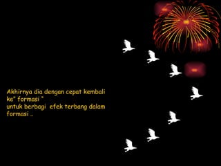 Akhirnya dia dengan cepat kembali ke” formasi “ untuk berbagi  efek terbang dalam formasi .. 