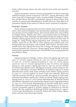 209Potensi Pertanian
ketika sudah matang, namun ada pula yang berwarna putih atau kemerah-
merahan.
Jagung merupakan tanaman semusim yang tumbuh di daerah tropis dan
subtropis dengan kisaran temperatur 130
C-27°C. Jagung ditemukan 4.500
tahun yang lalu di Pegunungan Andes, Amerika Selatan. Christoper Colum-
bus, penemu Benua Amerika, menyebarkan jagung ke Benua Eropa. Pada
abad ke-16, jagung mulai dibudidayakan di India dan Cina. Pada abad ke-19
penanaman jagung mulai meluas ke seluruh dunia, termasuk ke Indonesia.
Deskripsi Tanaman
Sistem perakaran jagung terdiri dari akar seminal, akar koronal, dan akar
udara. Akar seminal merupakan akar adventif (akar tambahan), terletak pada
ruas pertama di atas pangkal batang. Akar koronal adalah akar yang tumbuh
di pangkal batang. Adapun akar udara, yang terdapat pada ruas batang di
atas permukaan tanah, berfungsi memperkokoh batang dan berperan dalam
asimilasi. Batang jagung beruas-ruas dan jumlah ruasnya bervariasi dari 10
hingga 40. Tinggi batang jagung tergantung pada varietasnya, umumnya
berkisar antara 60 cm dan 300 cm. Daun jagung yang melekat pada ruas
batang terdiri dari tiga bagian, yaitu kelopak, lidah (lingula), dan helai daun.
Jumlah helai daun jagung bervariasi dari 8 hingga 48. jagung merupakan
tanaman berumah satu (monoecus). Bunga jagung jantan terletak di puncak
batang dan bunga betina di ketiak daun. Penyerbukan tanaman jagung bersifat
penyerbukan silang.
Varietas
Jagung mempunyai berbagai varietas, antara lain jagung gigi kuda (Zea
mays var. identata), jagung mutiara (Z. mays var. indurata), jagung manis
(Z mays var. saccharata), jagung berondong (Z. mays var. everta), jagung
popcorn (Z. mays var. tunicata), jagung ketan (Z mays var.ceratina), dan jagung
tepung (Z. mays amylacea). Jagung gigi kuda (Z. mays var. identata) tersebar
di Amerika dan Meksiko Utara. Biji jagung ini lunak, mudah mengerut, dan
bobot per 1.000 bijinya mencapai 300-500 gr. Di Indonesia jagung ini jarang
dibudidayakan karena tidak tahan terhadap hama bubuk. Jagung mutiara
(Z. mays var. indurata) tumbuh di daerah tropis dan subtropis. Bobot per
1.000 biji mencapai 100-300 gr, umurnya pendek, dan jagung ini tidak tahan
terhadap hama bubuk. Jagung dari varietas ini identik dengan jagung lokal.
Jagung manis (Z. mays var. everta) banyak dibudidayakan di Amerika Serikat
dan Meksiko. Jagung ini manis dan biasanya dipanen muda. Jagung berondong
(Z. mays var. everta) banyak dibudidayakan di Amerika, berbiji kecil, namun
jika dipanaskan dapat mengembang 10-20 kali. Jagung popcorn (Z. mays var.
tunicata) merupakan jagung jP primitif. Jagung ini ditemukan di Amerika
Selatan. Biji dan tongkolnya diselubungi kelobot. Jagung ketan (Z. maysvar.
ceratina) juga dibudidayakan di Amerika Serikat dan Afrika Selatan. Bijinya
terdiri atas pati yang menyerupai tepung.
 