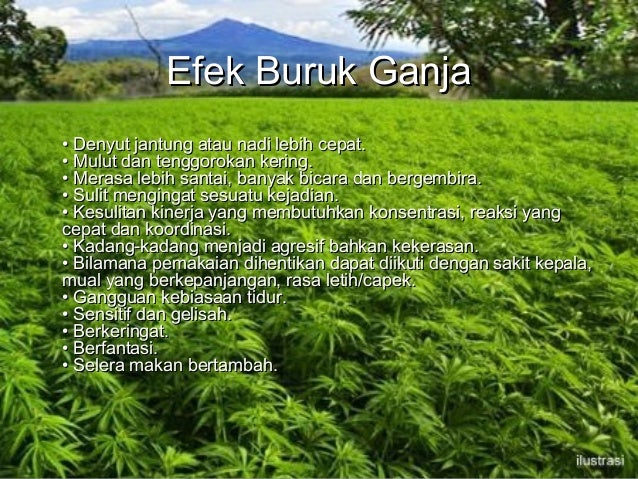 Unduh 83 Koleksi Gambar Hashish Narkoba Terbaik Gratis HD