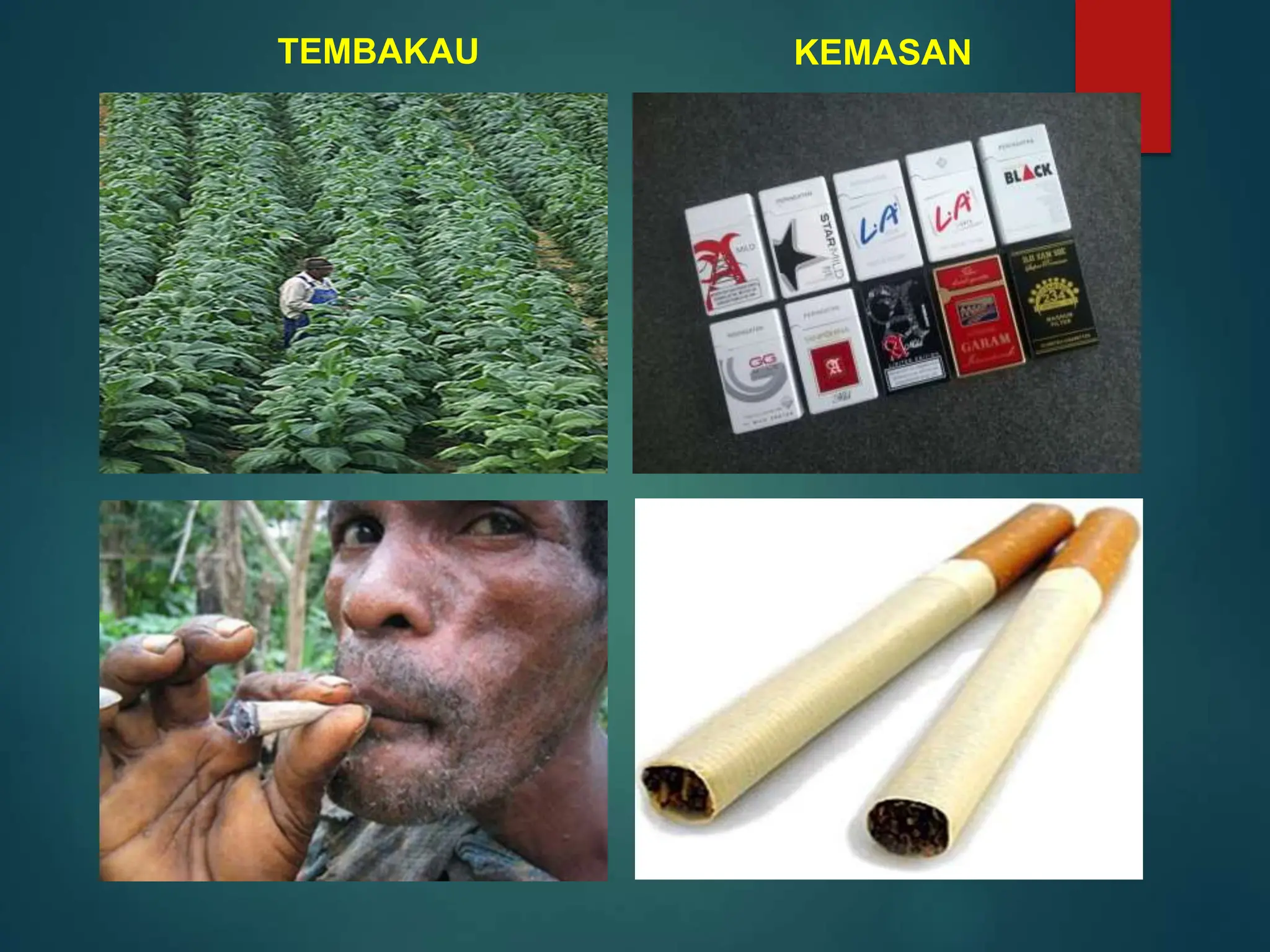 Bahaya Rokok bagi kesehatan tubuh dan.ppt