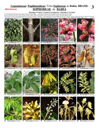 Leguminosae: Papilionoideae: Tribo Sophoreae da Bahia, BRASIL
 WEB VERSION                                            SOPHOREAE da BAHIA
                                                                                                                                                                            3
                                                Domingos Cardoso1, Luciano P. de Queiroz1 e Haroldo C. de Lima2
1. Universidade Estadual de Feira de Santana, Feira de Santana, Bahia. 2. Instituto de Pesquisas Jardim Botânico do Rio de Janeiro, Rio de Janeiro.
Fotos de Domingos Cardoso (DC), Robson Ribeiro (RR), Natália Albuquerque (NA), Luciano Queiroz (LQ) & E rivaldo Queiroz (EQ)
© Domingos Cardoso [cardosobot@gmail.com], Luciano P. Queiroz e Haroldo C. Lima Produzido por: Juliana Philipp, R. Foster & T. Wachter. Apoio de Hyndman Fund e Mellon Foundation.
© Environmental & Conservation Programs, The Field Museum, Chicago, IL 60605 USA [rrc@fieldmuseum.org] [www.fmnh.org/plantguides/] Rapid Color Guide # 266 versão 1.     06/2010




41    Luetzelburgia harleyi          42 Luetzelburgia neurocarpa 43 Luetzelburgia neurocarpa 44 Luetzelburgia neurocarpa 45 Luetzelburgia neurocarpa
                                DC                                  DC                                  DC                                 DC                                  DC




46 Luetzelburgia neurocarpa 47 Luetzelburgia pallidiflora 48 Luetzelburgia purpurea 49 Luetzelburgia purpurea 50 Luetzelburgia purpurea
                                DC                                  DC                                  DC                                 DC                                  DC




51 Luetzelburgia purpurea 52 Luetzelburgia purpurea 53 Myrocarpus fastigiatus 54 Myrocarpus fastigiatus 55 Myrocarpus fastigiatus
                                DC                                  DC                                  DC                                 DC                                  DC




56   Myrocarpus frondosus            57   Myrocarpus frondosus           58   Myroxylon peruiferum           59   Myroxylon peruiferum          60   Myroxylon peruiferum
 