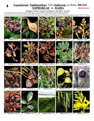 Leguminosae: Papilionoideae: Tribo Sophoreae, de Bahia, BRASIL
     4                                                    SOPHOREAE da BAHIA                                                                              WEB VERSION
                                                                         1                              1                               2
                                             Domingos Cardoso , Luciano P. de Queiroz e Haroldo C. de Lima
1. Universidade Estadual de Feira de Santana, Feira de Santana, Bahia. 2. Instituto de Pesquisas Jardim Botânico do Rio de Janeiro, Rio de Janeiro.
Fotos de Domingos Cardoso (DC), Robson Ribeiro (RR), Natália Albuquerque (NA), Luciano Queiroz (LQ) & E rivaldo Queiroz (EQ)
© Domingos Cardoso [cardosobot@gmail.com], Luciano P. Queiroz e Haroldo C. Lima. Produzido por: Juliana Philipp, R. Foster, T. Wachter. Apoio de Hyndman Fund e Mellon Foundation.
© Environmental & Conservation Programs, The Field Museum, Chicago, IL 60605 USA [rrc@fieldmuseum.org] [www.fmnh.org/plantguides/] Rapid Color Guide # 266 versão 1.      06/2010




61       Ormosia arborea             62      Ormosia arborea             63     Ormosia bahiensis            64     Ormosia bahiensis            65     Ormosia costulata
                                RR                                  DC                                  DC                                  DC                                 DC




66      Ormosia costulata            67     Ormosia fastigiata           68     Ormosia fastigiata           69       Ormosia limae              70       Ormosia limae
                                DC                                  DC                                  DC                                  NA                                NA




71        Ormosia limae              72       Ormosia limae              73       Ormosia nitida             74    Ormosia timboënsis            75    Ormosia timboënsis
                                DC                                  DC                                  RR                                  DC                                DC




76     Ormosia timboënsis            77    Ormosia timboënsis            78     Sophora tomentosa            79    Sophora tomentosa             80    Sophora tomentosa
                                DC                                  DC                                  DC                                  DC                                DC
 