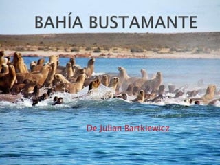BAHÍA BUSTAMANTE De Julian Bartkiewicz 