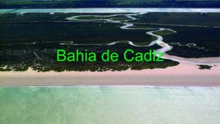 Bahia de Cadiz
 