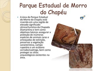 Parque Estadual de Morro do ChapéuA área do Parque Estadual do Morro do Chapéu está inserida em uma região de elevado significado cênico/turístico da Chapada Diamantina e tem como objetivos básicos assegurar a proteção de inúmeras espécies de animais raras e ameaçadas de extinção, preservar a vegetação característica, campo rupestre e um ecótono cerrado/caatinga, bem como proteger os sítios arqueológicos existentes na área.