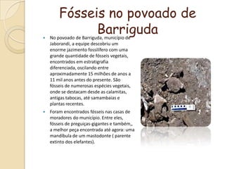 Fósseis no povoado de BarrigudaNo povoado de Barriguda, município de Jaborandi, a equipe descobriu um enorme jazimentofossilífero com uma grande quantidade de fósseis vegetais, encontrados em estratigrafia diferenciada, oscilando entre aproximadamente 15 milhões de anos a 11 mil anos antes do presente. São fósseis de numerosas espécies vegetais, onde se destacam desde as calamitas, antigas tabocas, até samambaias e plantas recentes. Foram encontrados fósseis nas casas de moradores do município. Entre eles, fósseis de preguiças-gigantes e também,, a melhor peça encontrada até agora: uma mandíbula de um mastodonte ( parente extinto dos elefantes).