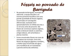 Fósseis no povoado de Barriguda No povoado de Barriguda, município de Jaborandi, a equipe descobriu um enorme jazimento fossilífero com uma grande quantidade de fósseis vegetais, encontrados em estratigrafia diferenciada, oscilando entre aproximadamente 15 milhões de anos a 11 mil anos antes do presente. São fósseis de numerosas espécies vegetais, onde se destacam desde as calamitas, antigas tabocas, até samambaias e plantas recentes.  Foram encontrados fósseis nas casas de moradores do município. Entre eles, fósseis de preguiças-gigantes e também,, a melhor peça encontrada até agora: uma mandíbula de um mastodonte ( parente extinto dos elefantes).   