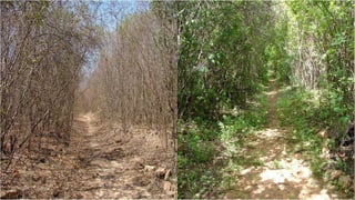 Aspectos Geográficos 
 Clima: 
 Quente e úmido; quente e úmido com estação seca no inverno; semiárido; 
 Índices pluviométricos de cerca de 500 mm; 
 Vegetação: 
 Caatinga – 64%, floreta tropical úmida – 18%, cerrado – 16% e campos – 2%; 
 