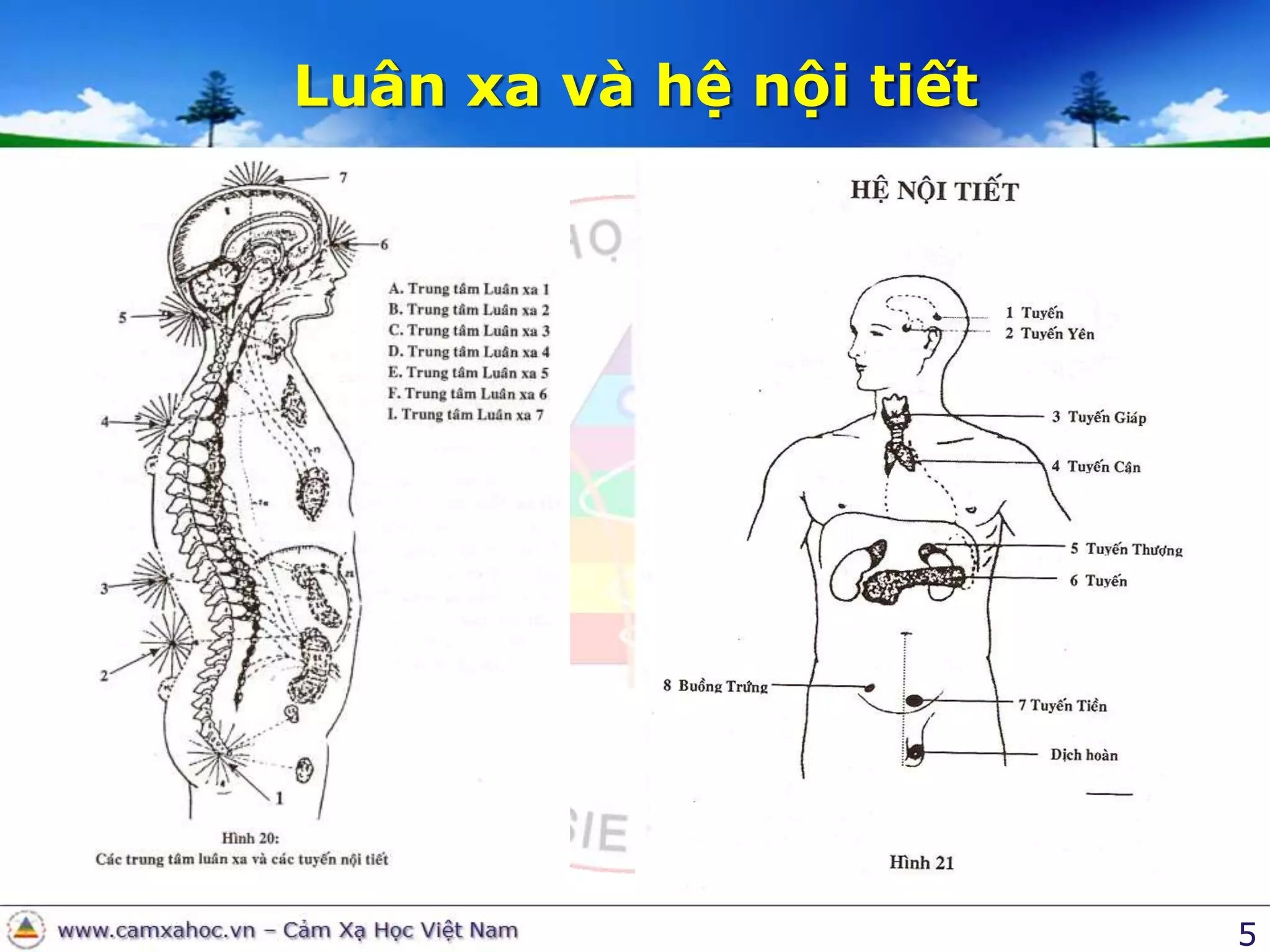 5Luân xa và hệ nội tiết
