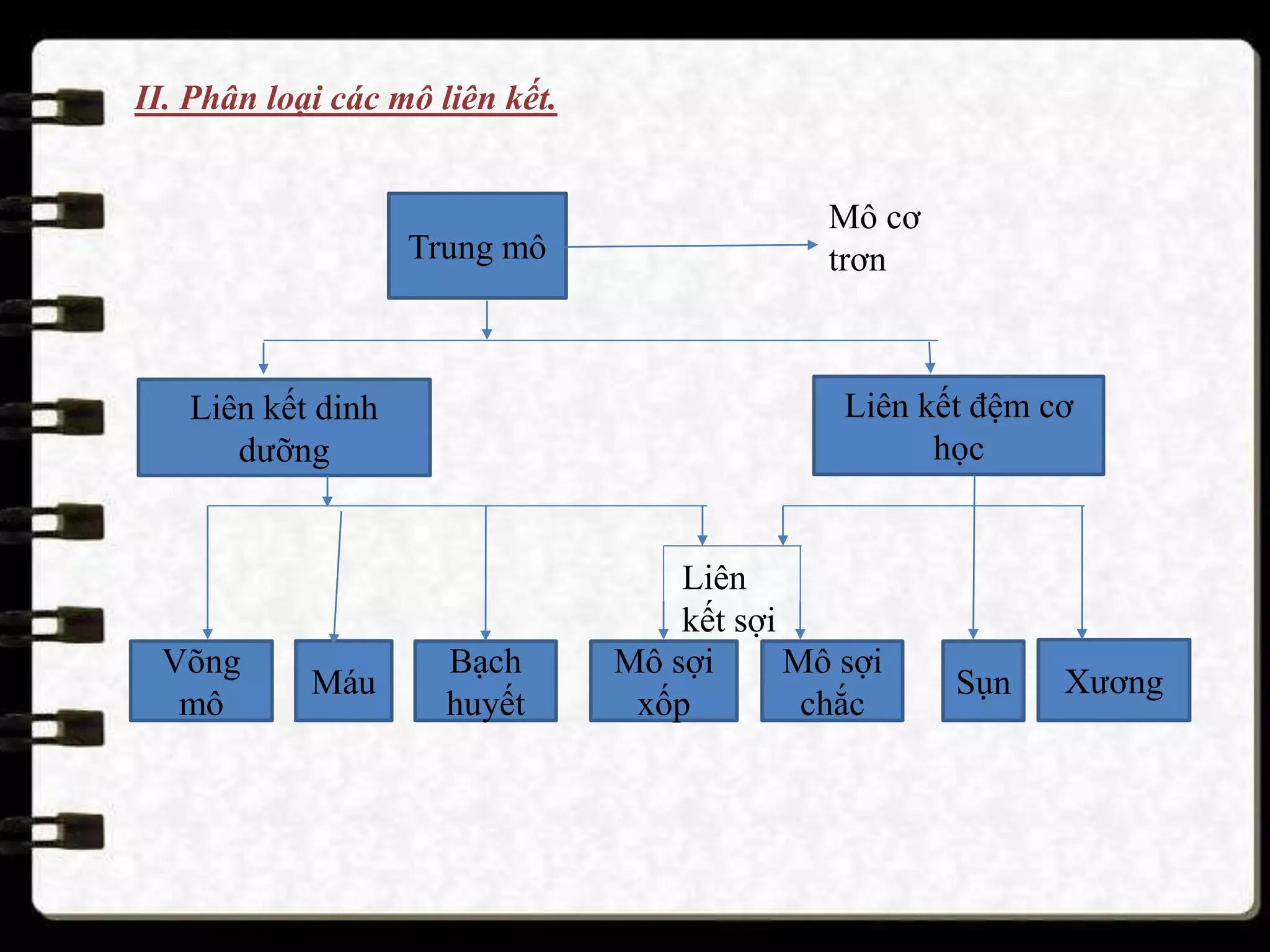 Trung mô
Mô cơ
trơn
Liên kết đệm cơ
học
Liên kết dinh
dưỡng
Võng
mô
Máu
Bạch
huyết
Mô sợi
xốp
Mô sợi
chắc
Sụn Xương
II. Phân loại các mô liên kết.
Liên
kết sợi
 
