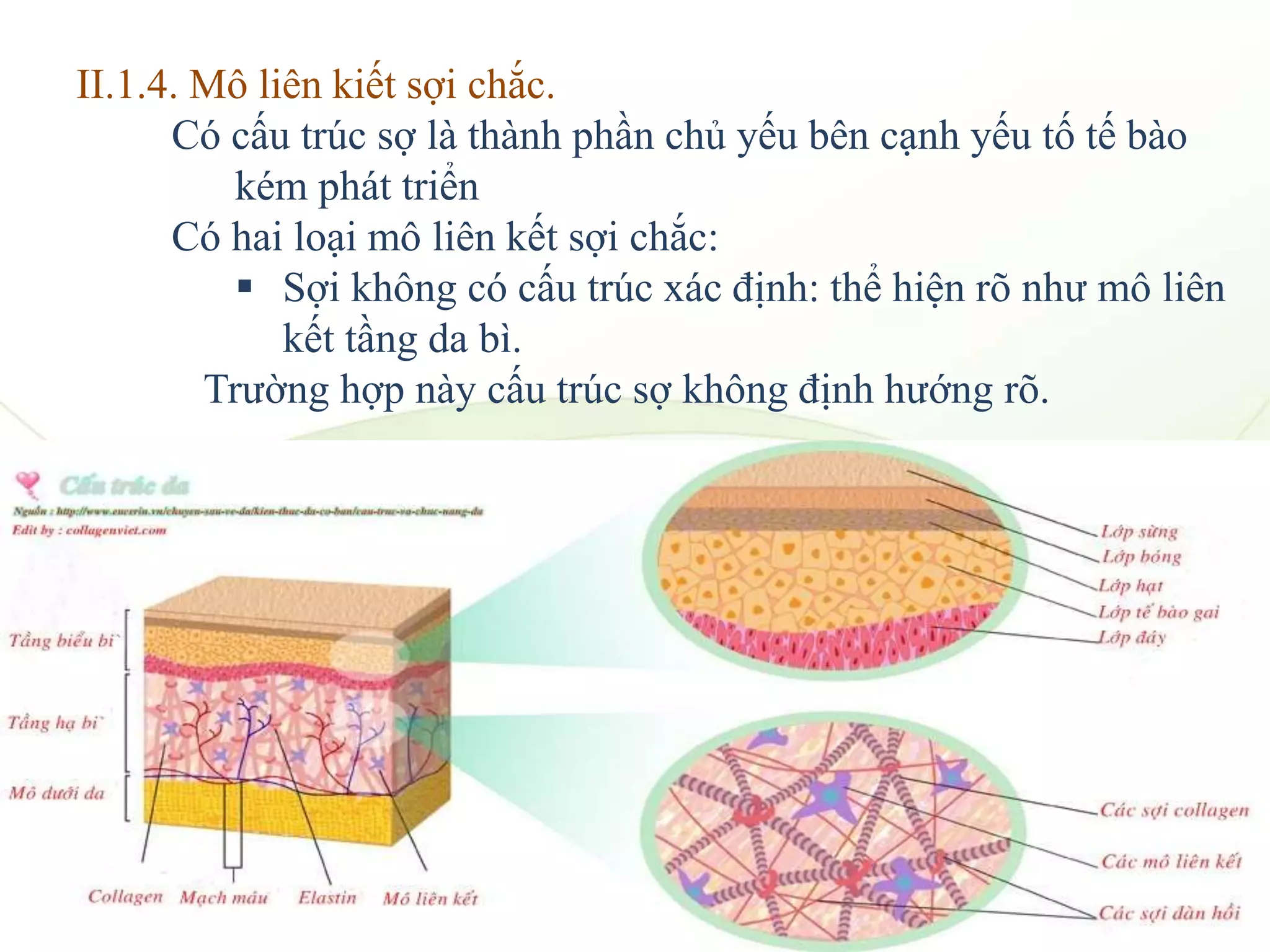 II.1.4. Mô liên kiết sợi chắc.
Có cấu trúc sợ là thành phần chủ yếu bên cạnh yếu tố tế bào
kém phát triển
Có hai loại mô liên kết sợi chắc:
 Sợi không có cấu trúc xác định: thể hiện rõ như mô liên
kết tầng da bì.
Trường hợp này cấu trúc sợ không định hướng rõ.
 