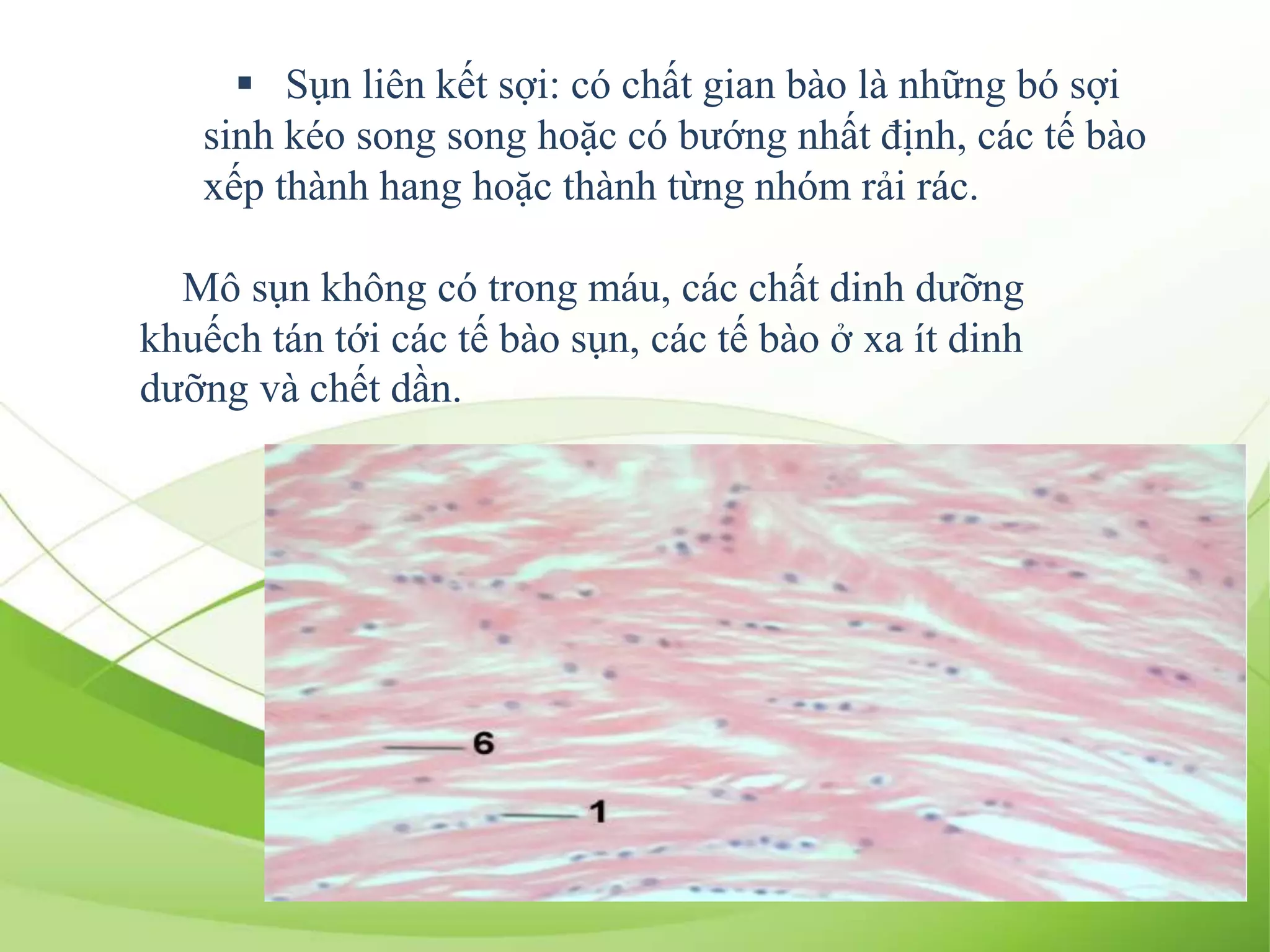  Sụn liên kết sợi: có chất gian bào là những bó sợi
sinh kéo song song hoặc có bướng nhất định, các tế bào
xếp thành hang hoặc thành từng nhóm rải rác.
Mô sụn không có trong máu, các chất dinh dưỡng
khuếch tán tới các tế bào sụn, các tế bào ở xa ít dinh
dưỡng và chết dần.
 