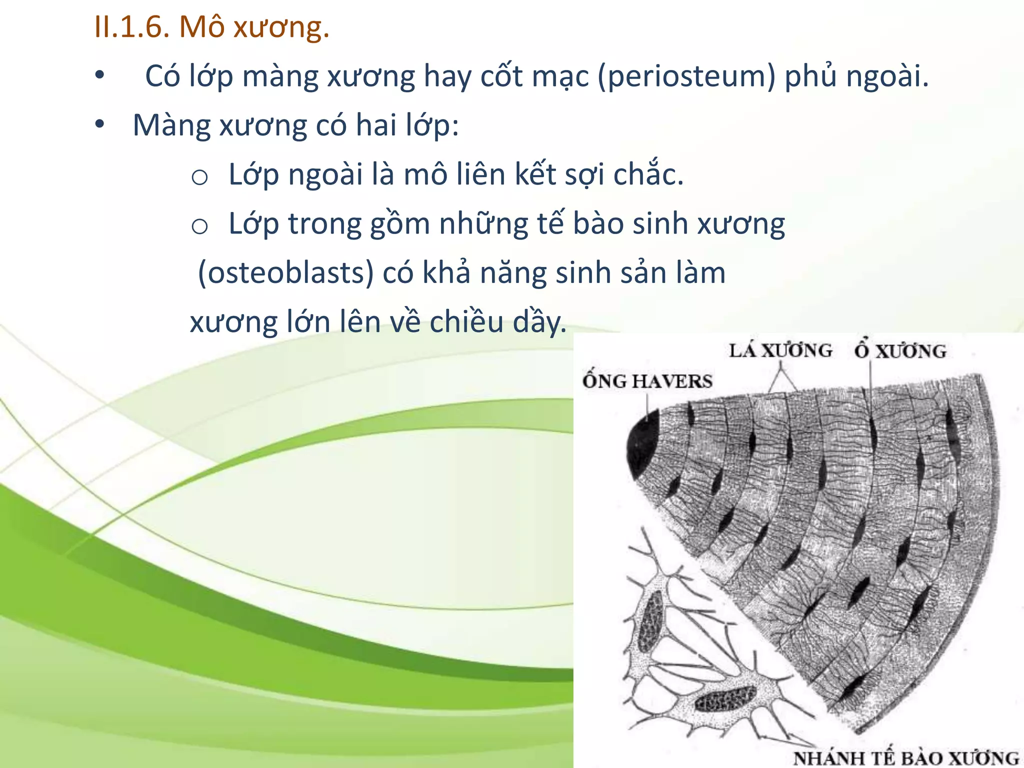 II.1.6. Mô xương.
• Có lớp màng xương hay cốt mạc (periosteum) phủ ngoài.
• Màng xương có hai lớp:
o Lớp ngoài là mô liên kết sợi chắc.
o Lớp trong gồm những tế bào sinh xương
(osteoblasts) có khả năng sinh sản làm
xương lớn lên về chiều dầy.
 