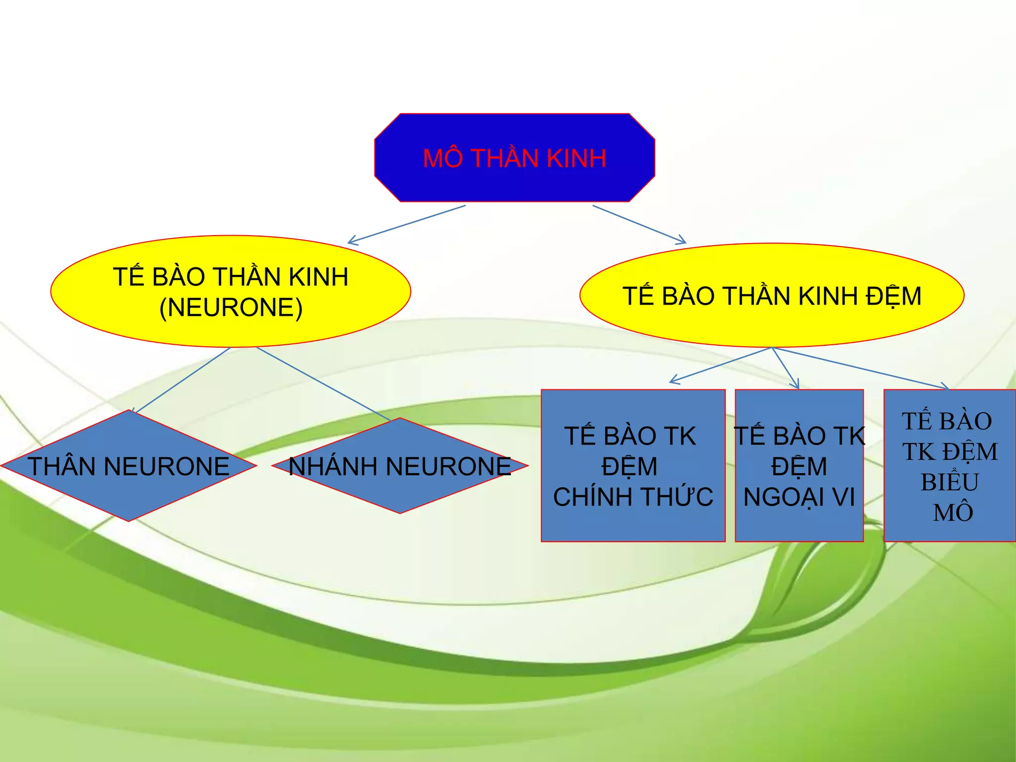 TẾ BÀO THẦN KINH
(NEURONE) TẾ BÀO THẦN KINH ĐỆM
THÂN NEURONE NHÁNH NEURONE
TẾ BÀO TK
ĐỆM
CHÍNH THỨC
TẾ BÀO TK
ĐỆM
NGOẠI VI
MÔ THẦN KINH
TẾ BÀO
TK ĐỆM
BIỂU
MÔ
 