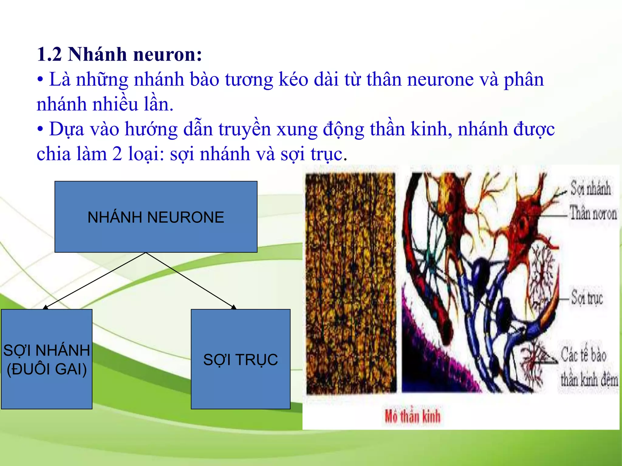 1.2 Nhánh neuron:
• Là những nhánh bào tương kéo dài từ thân neurone và phân
nhánh nhiều lần.
• Dựa vào hướng dẫn truyền xung động thần kinh, nhánh được
chia làm 2 loại: sợi nhánh và sợi trục.
NHÁNH NEURONE
SỢI NHÁNH
(ĐUÔI GAI)
SỢI TRỤC
 