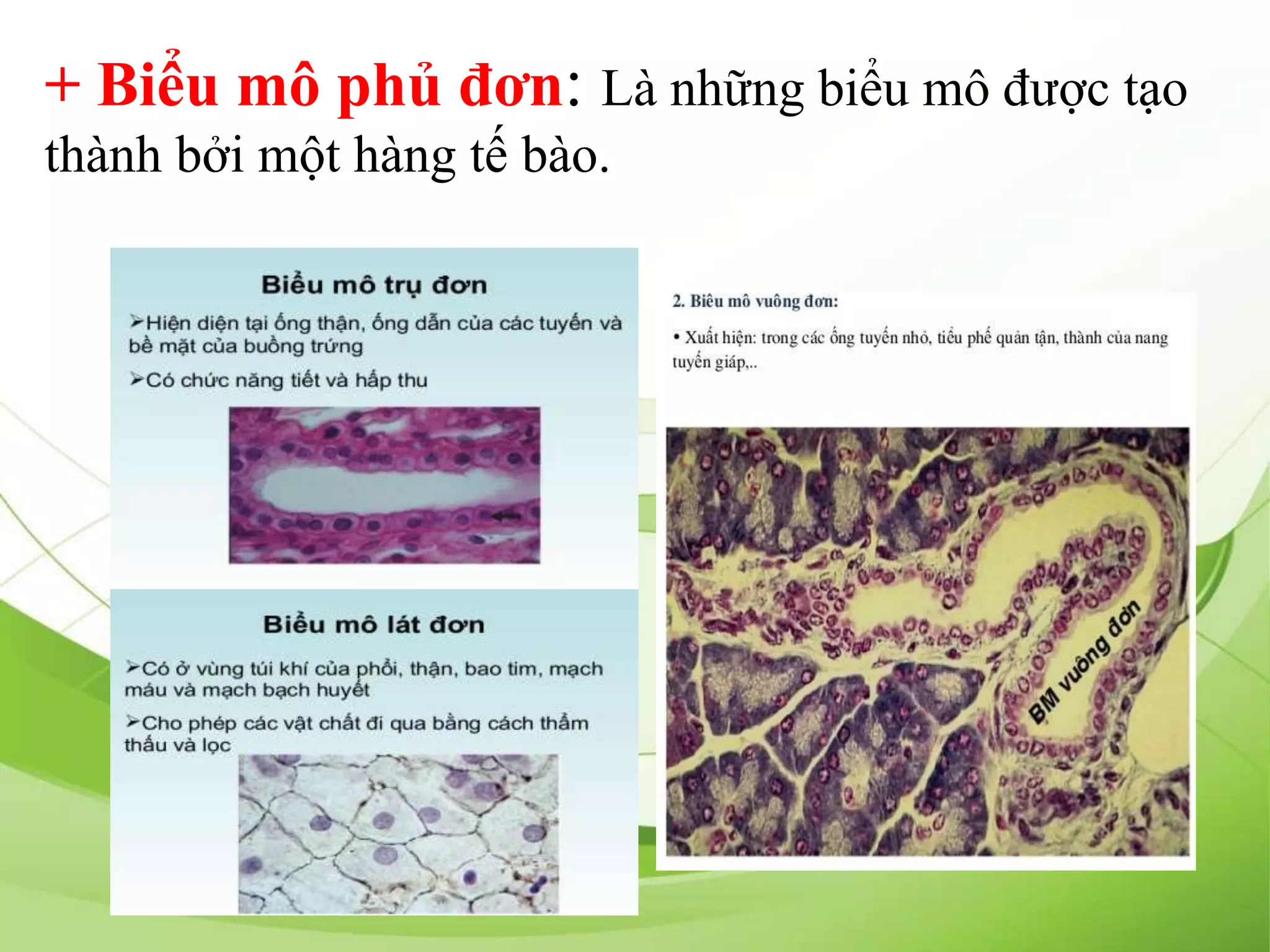 + Biểu mô phủ đơn: Là những biểu mô được tạo
thành bởi một hàng tế bào.
 