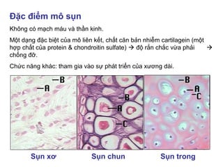 Cấu tạo mô sụn: Tế bào sụn, chất căn bản sụn, các loại
sợi liên kết.
Bao ngoài sụn là một lớp mô liên kết đặc gọi là màng ...